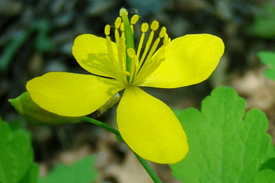 पैपिलोमा हटाने के लिए कलैंडिन जड़ी बूटी का फूल